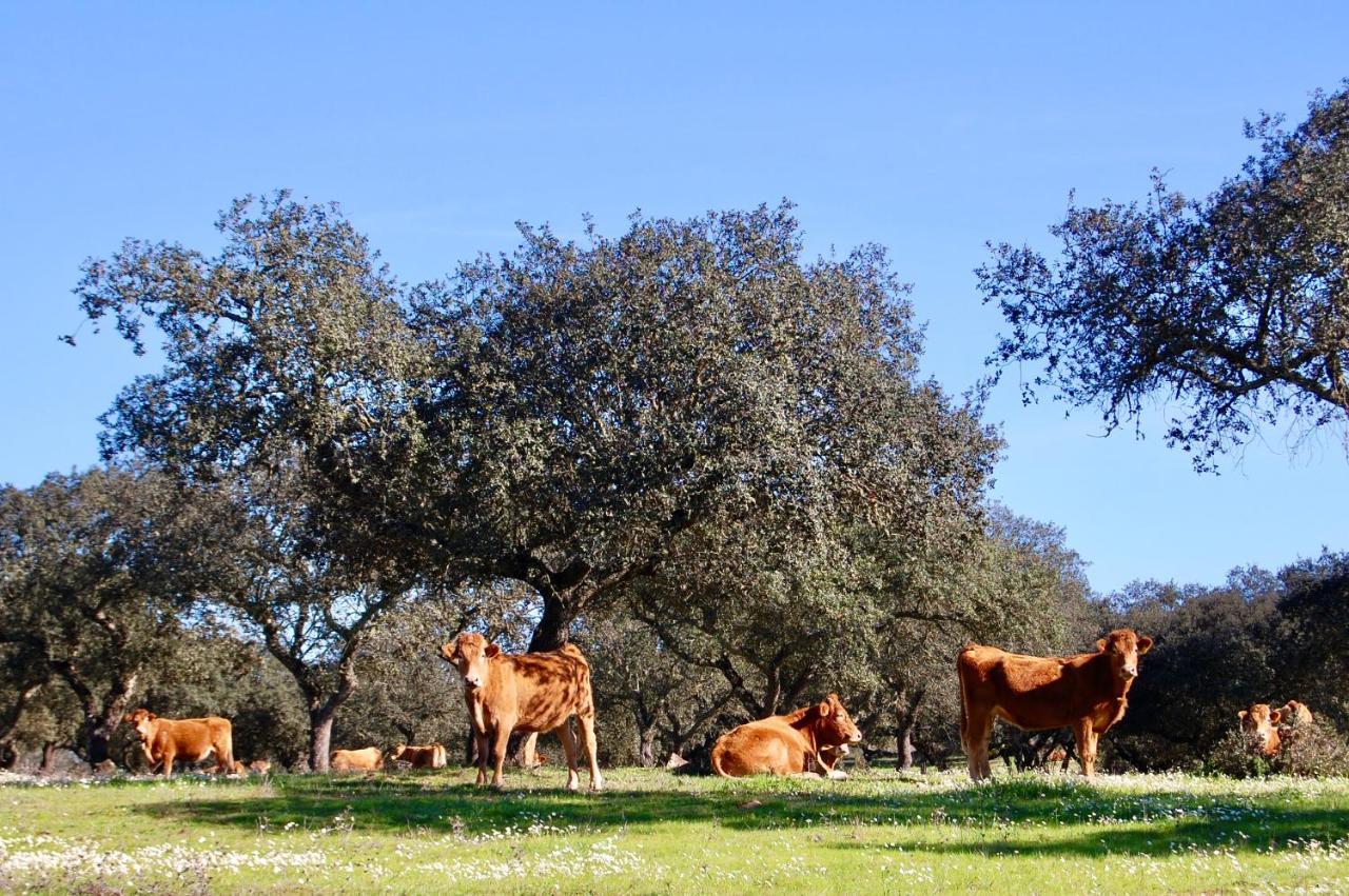 Herdade Da Burquilheira Family Retreat Alcáçovas Εξωτερικό φωτογραφία