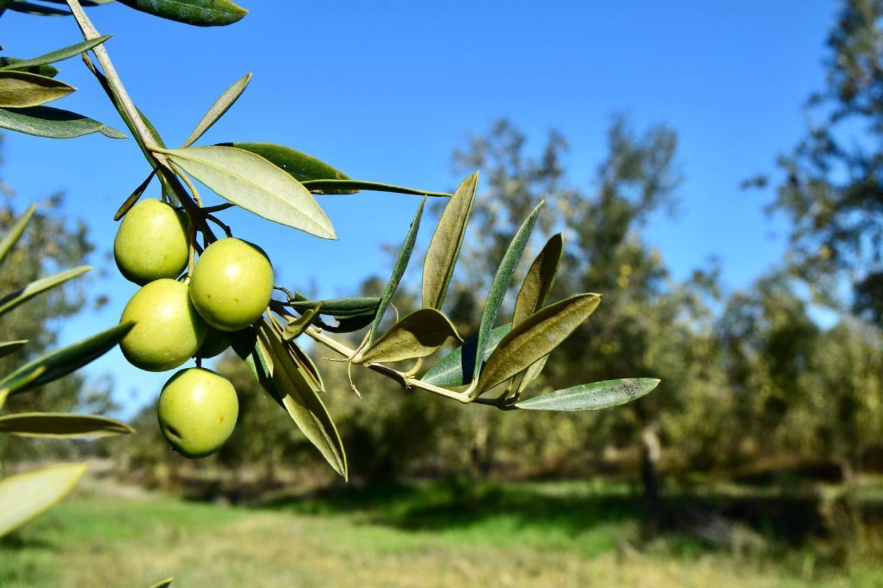 Herdade Da Burquilheira Family Retreat Alcáçovas Εξωτερικό φωτογραφία