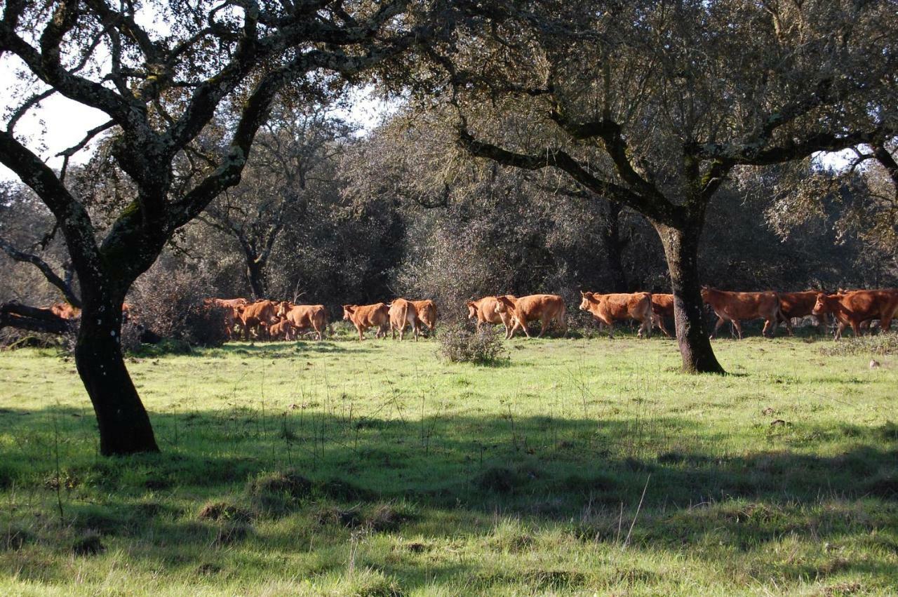 Herdade Da Burquilheira Family Retreat Alcáçovas Εξωτερικό φωτογραφία