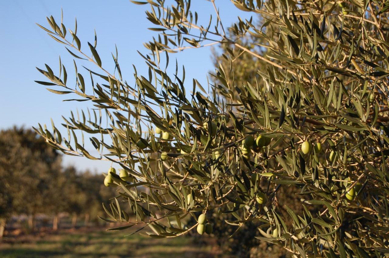 Herdade Da Burquilheira Family Retreat Alcáçovas Εξωτερικό φωτογραφία
